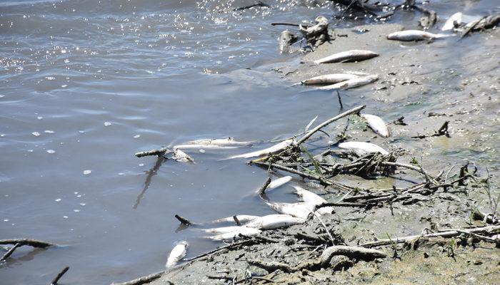 Malatya'da balık ölümleri tedirgin ediyor, yiyen martılar da ölüyor