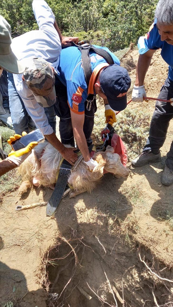 Sivas'ta kuyuya düşen keçiler AFAD ekibince kurtarıldı G2