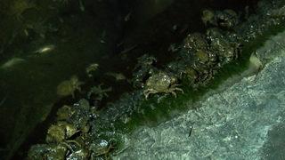 Küçükçekmece Gölü'nde balık ve yengeç ölümleri: Yüzlercesi kıyıya vurdu