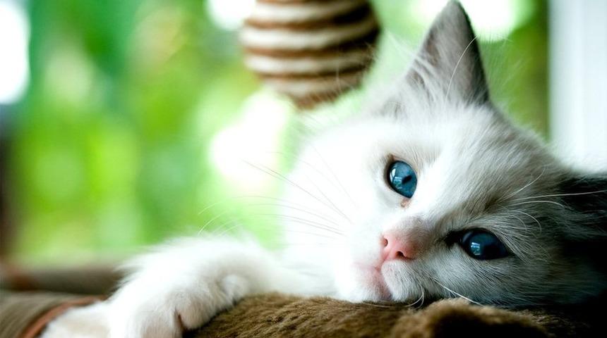 Covid-19: Kediler ve k&ouml;pekler de hastalığa yakalanabiliyor