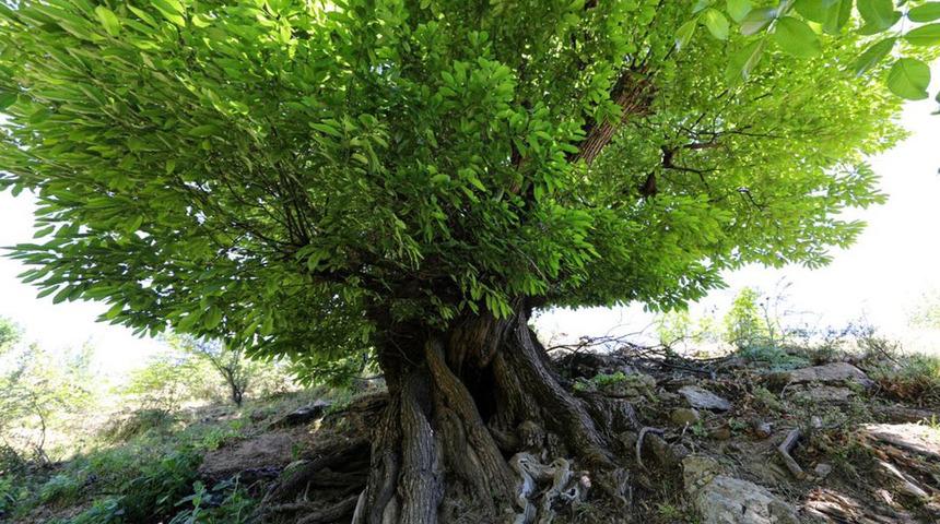 410 yıllık ağaç, 'anıt ağaç' olarak tescillendi! ''Binlerce ağaca ana olacak''