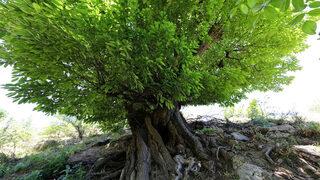 410 yıllık ağaç, 'anıt ağaç' olarak tescillendi! ''Binlerce ağaca ana olacak''