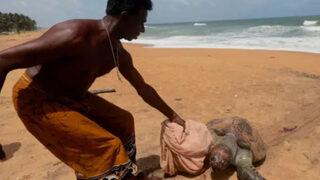 Sri Lanka'da en büyük insan kaynaklı felaket! Ölü kaplumbağalar karaya vurdu, 20 yunus öldü