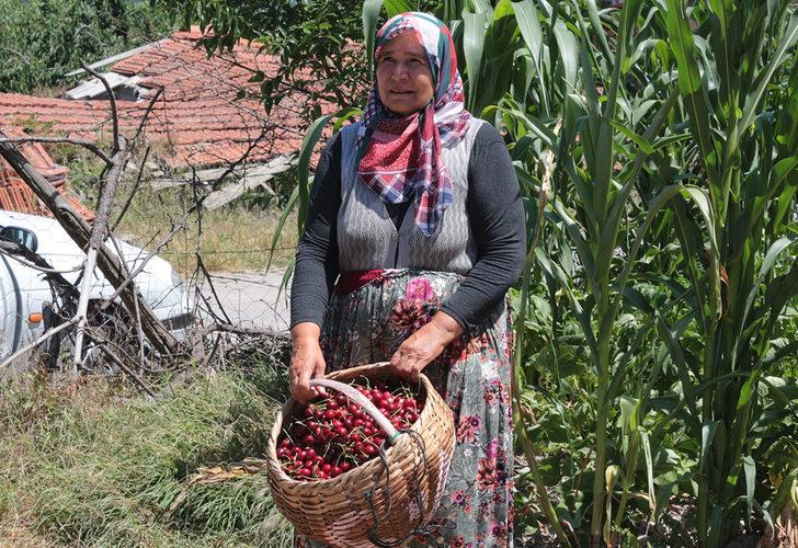 Kiraz hasadı başladı! Dalda 2, pazarda 15 TL G5