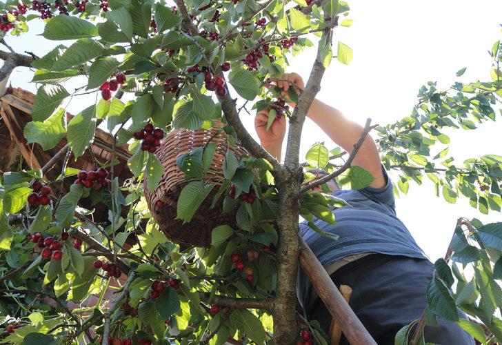 Kiraz hasadı başladı! Dalda 2, pazarda 15 TL G4