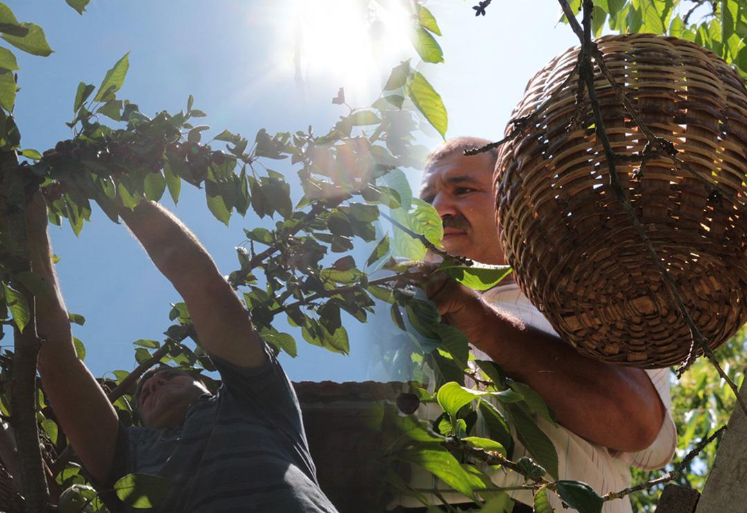 Kiraz hasadı başladı! Dalda 2, pazarda 15 TL