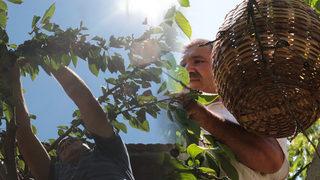 Kiraz hasadı başladı! Dalda 2, pazarda 15 TL