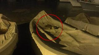 Yer: Kınalıada! Kedi olmadığını görünce hemen telefona sarıldılar