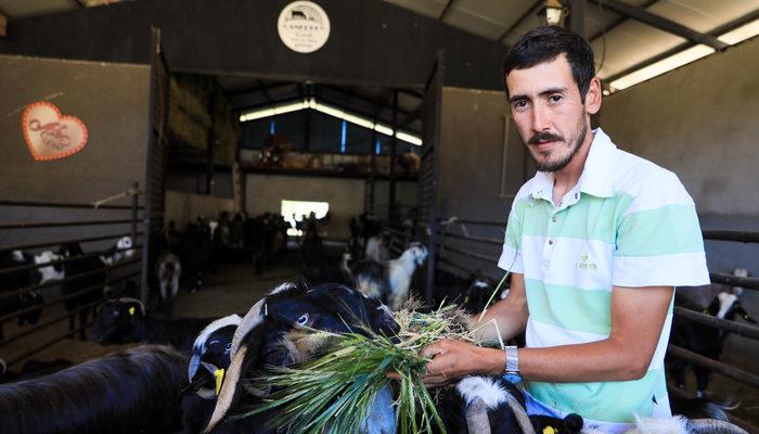 İşini bıraktı hayvancılığa başladı! Keçi peyniri ve sütü yok satıyor, gelecek yılın siparişini şimdiden alıyor