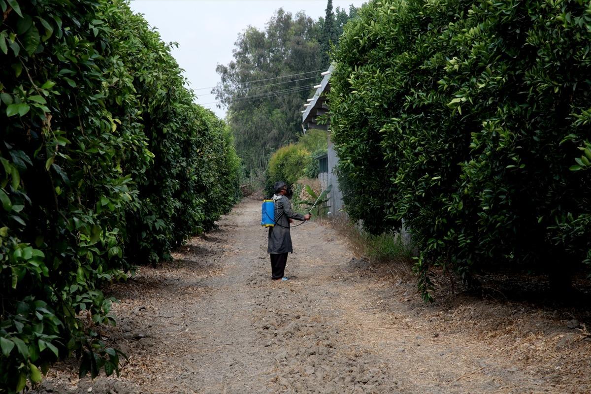 Adana'da Akdeniz meyve sineğiyle m&uuml;cadele başladı