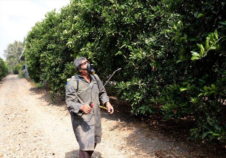 Adana'da Akdeniz meyve sineğiyle mücadele başladı G2