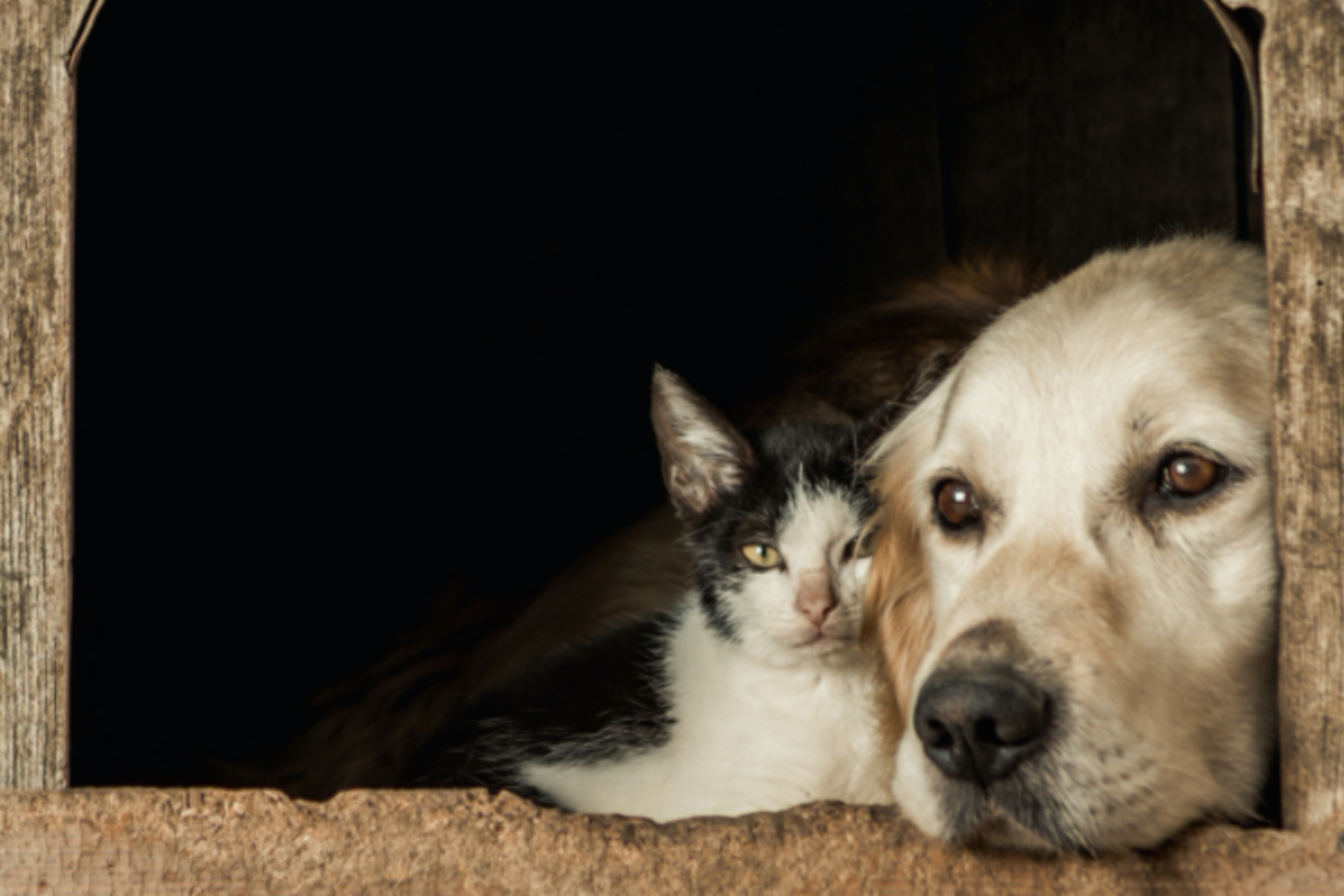 Evcil hayvanlarınız için mutlaka incelemeniz gereken mama, bakım ve oyuncak önerileri