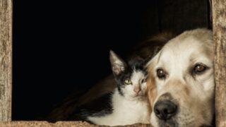 Evcil hayvanlarınız için mutlaka incelemeniz gereken mama, bakım ve oyuncak önerileri