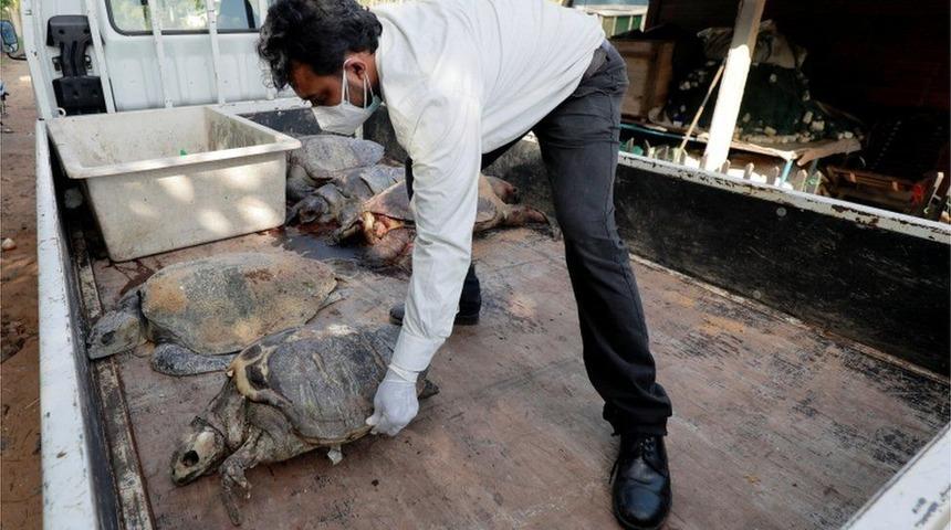 Sri Lanka'da kimyasal madde y&uuml;kl&uuml; gemi battı, y&uuml;zlerce &ouml;l&uuml; deniz hayvanı kıyıya vurdu