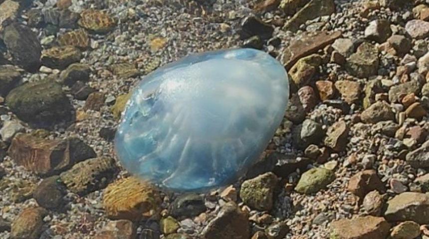 Yer: Muğla! 5 kiloluk zehirli denizanası sahile vurdu, kürekle alınıp çöpe atıldı