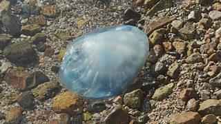 Yer: Muğla! 5 kiloluk zehirli denizanası sahile vurdu, kürekle alınıp çöpe atıldı