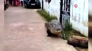 Hindistan'da sokakta gezinen dev timsah görenler şaşkına uğradı