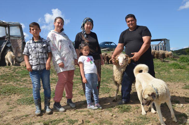 7 bin lira maaşı bıraktı, köyünde çobanlığa başladı: Oh be dünya varmış G2