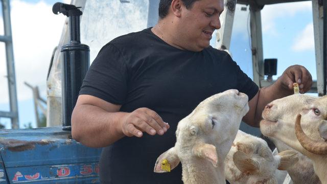 7 bin lira maaşı bıraktı, köyünde çobanlığa başladı: Oh be dünya varmış