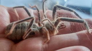 Örümcek değil! Hakkari'de yeni böğü türü keşfedildi