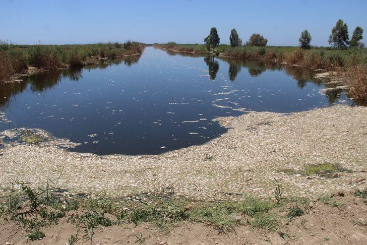 Aydın'da Büyük Menderes Nehri'ndeki toplu balık ölümlerine inceleme G1