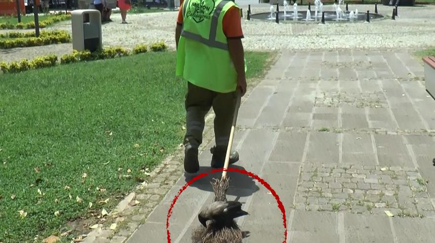 Temizlik görevlisi ile Şeyhmus adındaki karganın şaşkına çeviren dostluğu: Müzik dinlemeyi çok sever