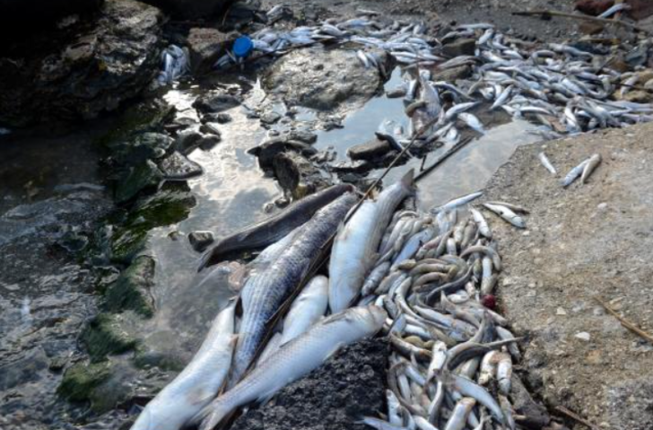 Küçükçekmece Gölü ölü balıkla doldu! Binlercesi sahile vurdu G1