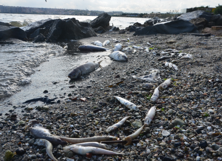 Küçükçekmece Gölü ölü balıkla doldu! Binlercesi sahile vurdu G2