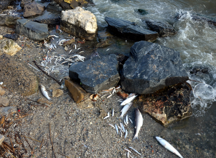 Küçükçekmece Gölü ölü balıkla doldu! Binlercesi sahile vurdu G3