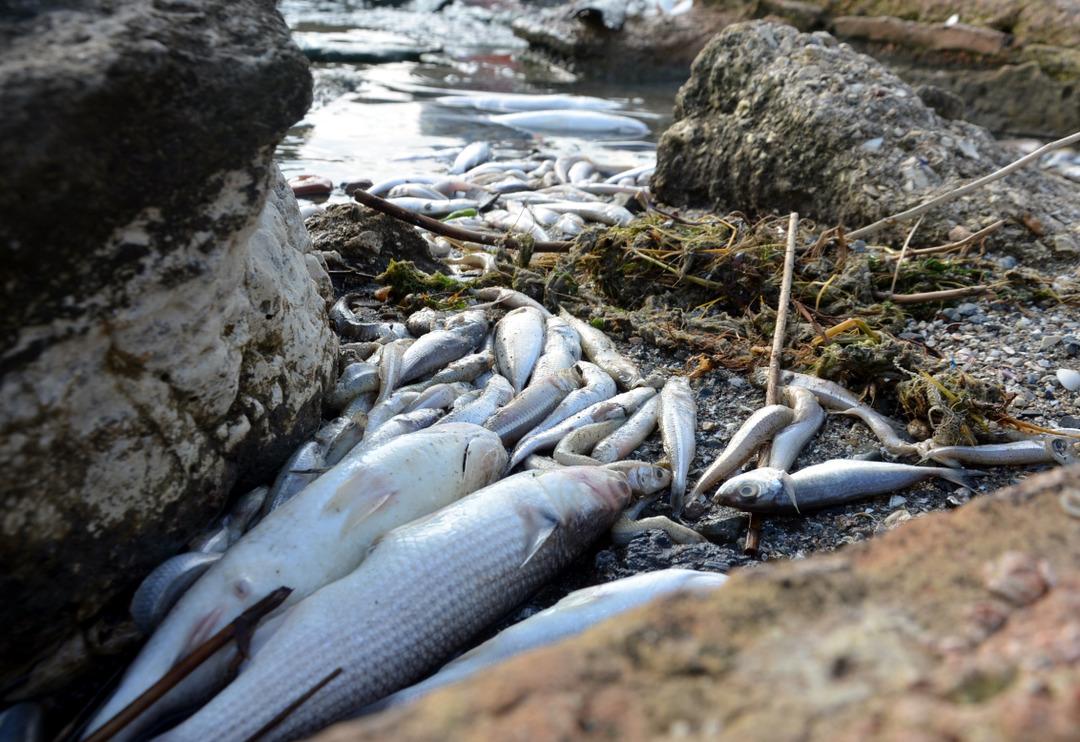 K&uuml;&ccedil;&uuml;k&ccedil;ekmece G&ouml;l&uuml; &ouml;l&uuml; balıkla doldu! Binlercesi sahile vurdu