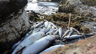 Küçükçekmece Gölü ölü balıkla doldu! Binlercesi sahile vurdu