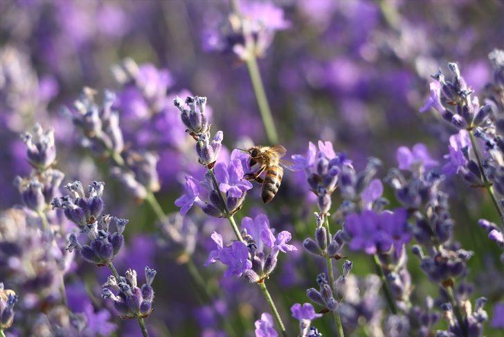 Tekirdağ'daki lavanta tarlaları fotoğrafseverleri ağırlıyor G4