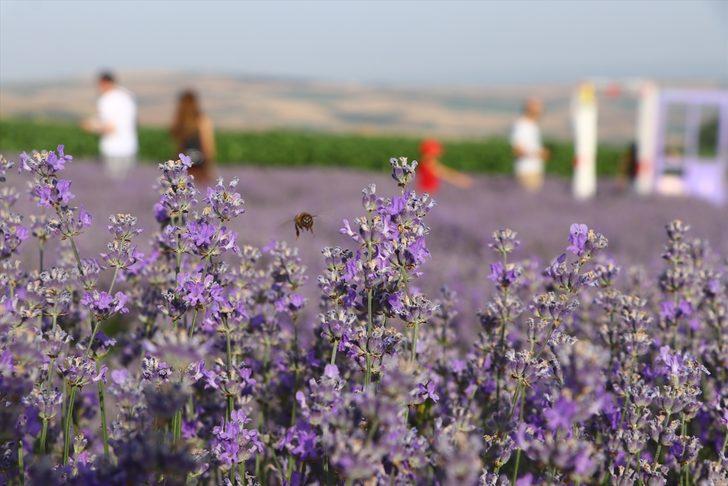 Tekirdağ'daki lavanta tarlaları fotoğrafseverleri ağırlıyor G5