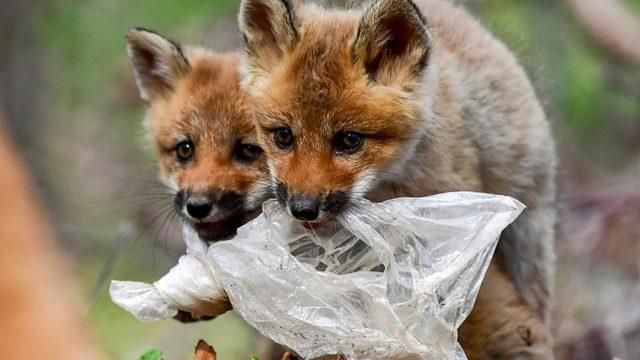 Karadaki canlılar için de plastik poşetler tehlike yaratıyor.