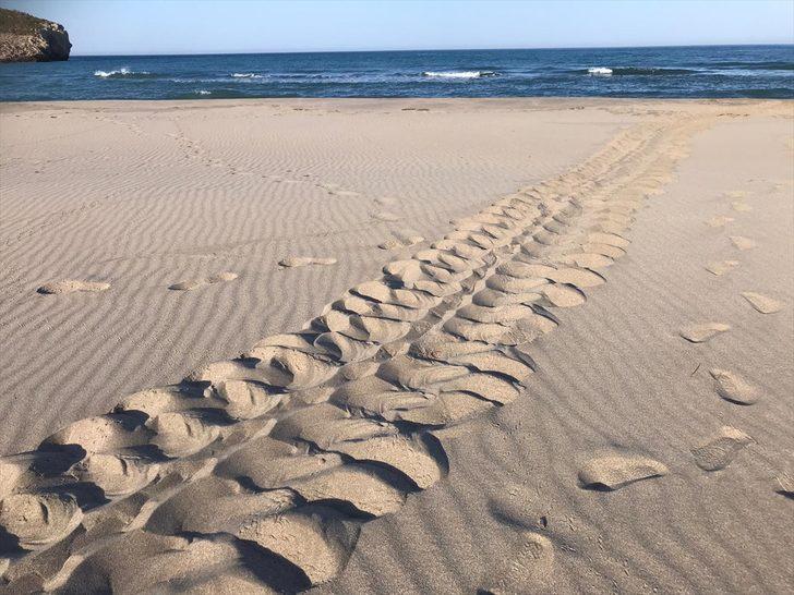 Yeşil deniz kaplumbağası Patara Plajı'na 9 yıl sonra yuva yaptı G1