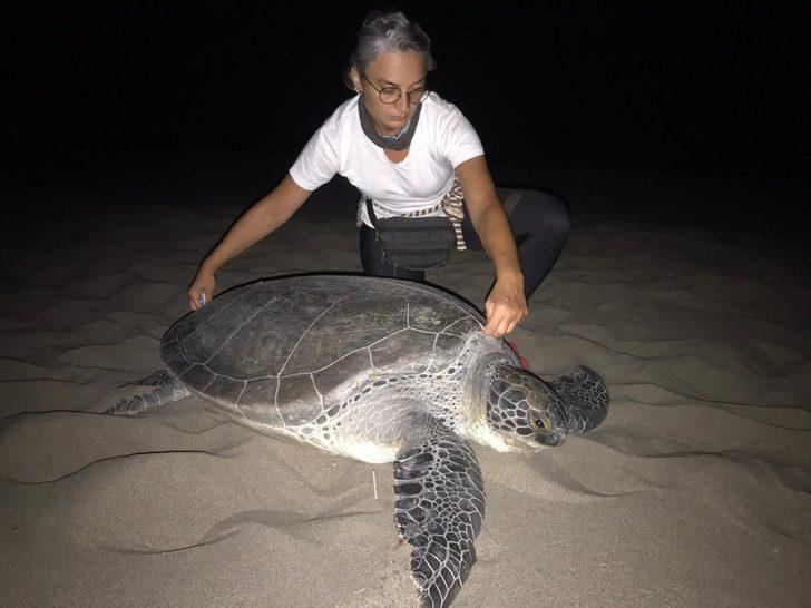 Yeşil deniz kaplumbağası Patara Plajı'na 9 yıl sonra yuva yaptı G2