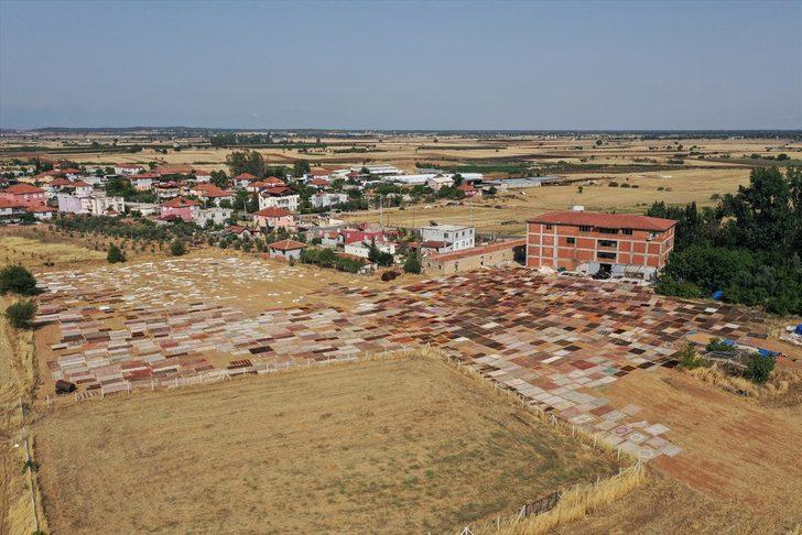 Antalya'nın "halı tarlaları"nda renkli telaş başladı G2