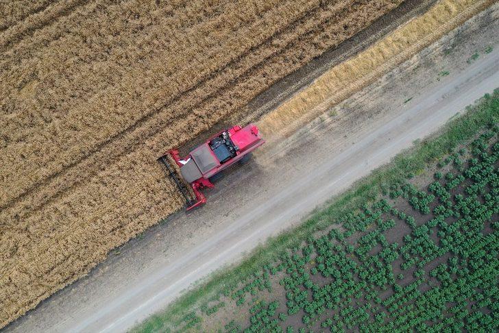 Balıkesir'de "Tarla Günü" etkinliğinde ürünler hasat edilmeye başlandı G3
