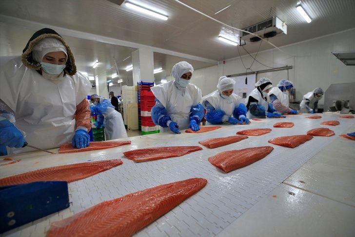 Başta Rusya ve ABD sırada! Türk somonu, lezzetiyle 30 ülkeden talep görüyor G5