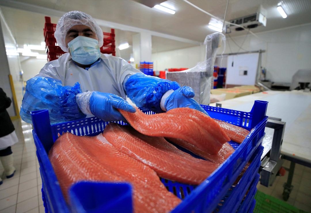 Başta Rusya ve ABD sırada! T&uuml;rk somonu, lezzetiyle 30 &uuml;lkeden talep g&ouml;r&uuml;yor