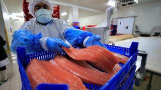 Başta Rusya ve ABD sırada! Türk somonu, lezzetiyle 30 ülkeden talep görüyor