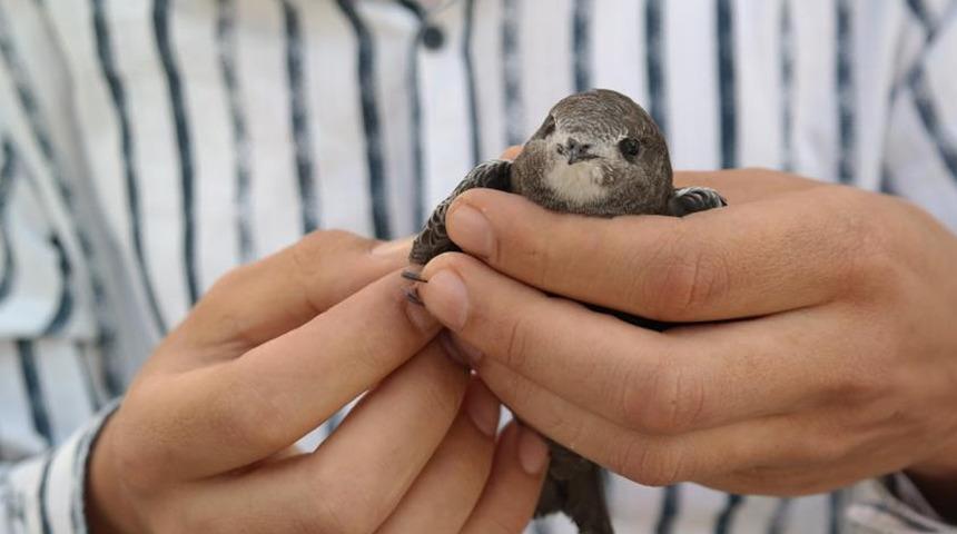 İlk başta serçe zannetti, gerçekse bambaşka çıktı