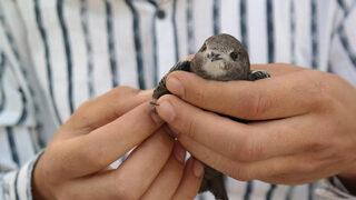 İlk başta serçe zannetti, gerçekse bambaşka çıktı