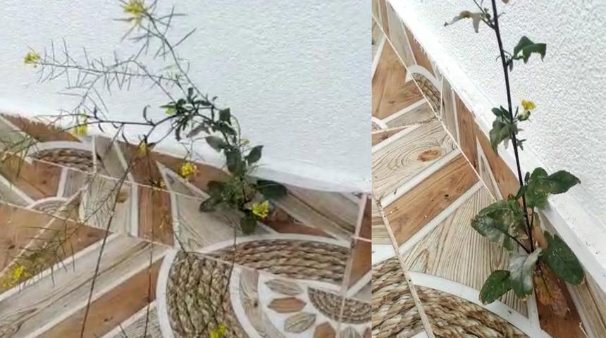 Görenler şaşkına dönüyor! Binanın 4. katında fayans arasından çıktı