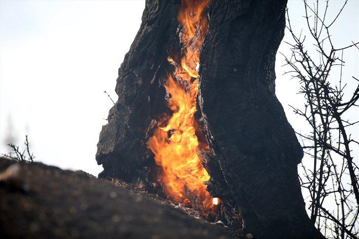 GÜNCELLEME 2 - Aydın'da zeytinlik ve ormanlık alanda çıkan yangın kontrol altına alındı G2