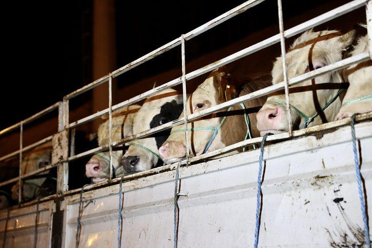 Kurbanlık hayvanların İstanbul'a girişi başladı G1