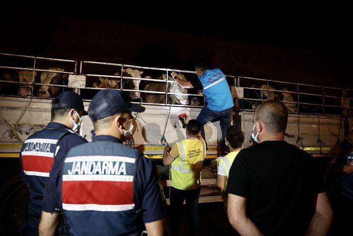Kurbanlık hayvanların İstanbul'a girişi başladı G3