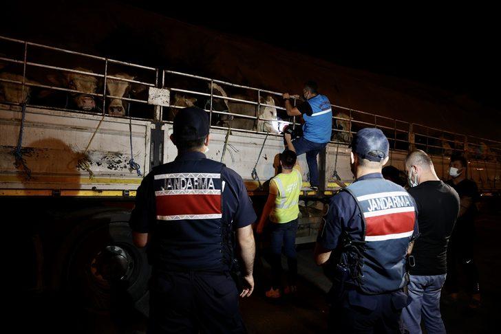 Kurbanlık hayvanların İstanbul'a girişi başladı G4