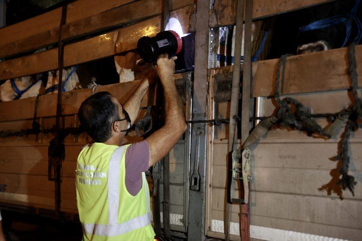 Kurbanlık hayvanların İstanbul'a girişi başladı G5