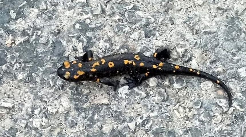 "Yağmur yağdıran böcü" Osmaniye'de görüntülendi